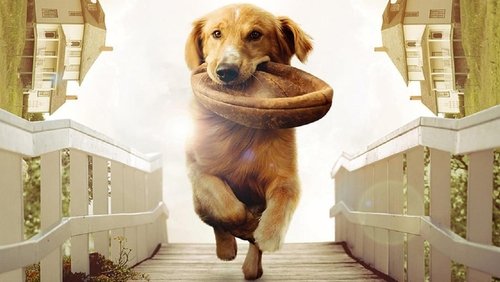 A Dog's Purpose - Mục Đích Sống Của Một Chú Chó - Hình 2