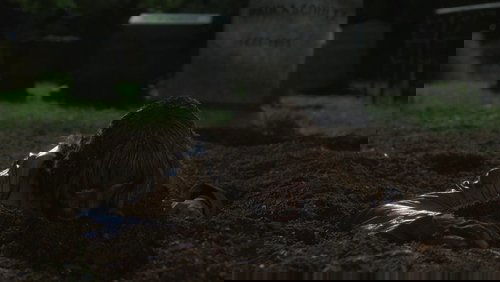 Kill Bill: Vol. 2 - Cô Dâu Báo Thù 2 - Hình 7