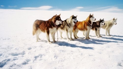 Eight Below - Âm Tám Độ - Hình 2