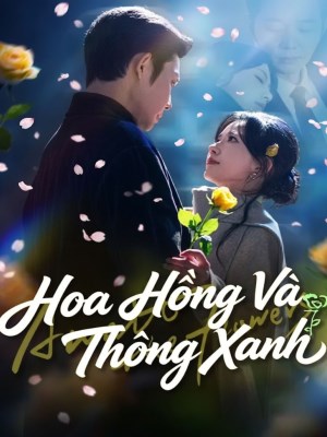 Hoa Hồng Và Thông Xanh